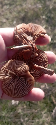 Гриб из Симферополь