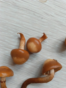 Гриб из Московская область