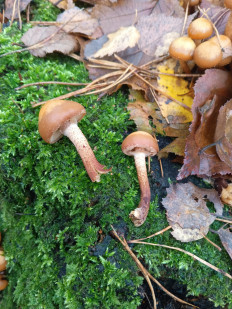 Гриб из Московская область