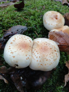 Гриб из Москва