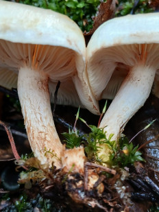 Гриб из Москва