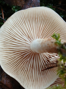 Гриб из Москва