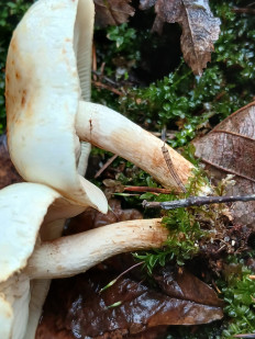 Гриб из Москва