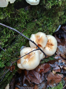 Гриб из Москва