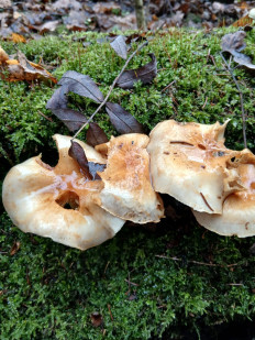 Гриб из Москва