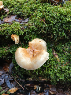 Гриб из Москва