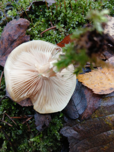 Гриб из Москва