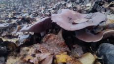 Гриб из Чехов, Московская область