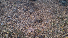 Гриб из Чехов, Московская область