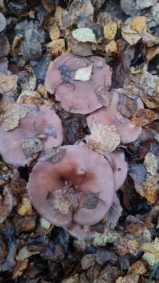 Гриб из Чехов, Московская область