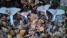 Гриб из Чехов, Московская область