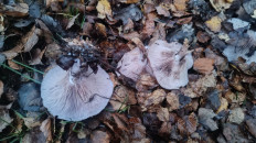 Гриб из Чехов, Московская область