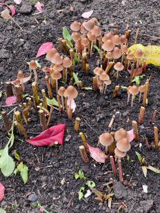 Гриб из санкт петербург