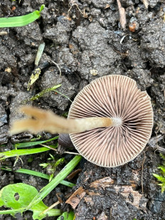 Гриб из санкт петербург