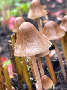 Гриб из санкт петербург