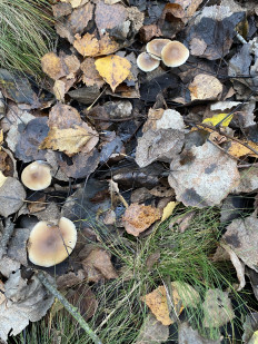 Гриб из Марьино