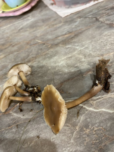 Гриб из Марьино