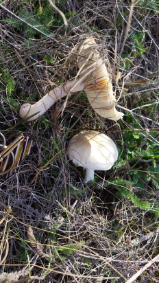 Гриб из Матвеев Курган