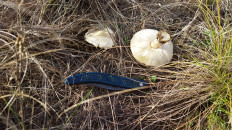 Гриб из Матвеев Курган