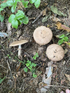 Гриб из Москва