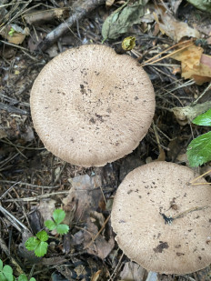 Гриб из Москва