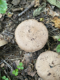 Гриб из Москва