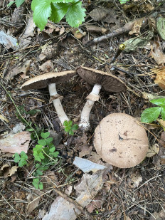 Гриб из Москва