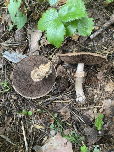 Гриб из Москва