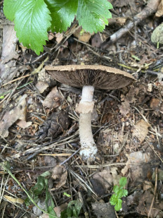 Гриб из Москва