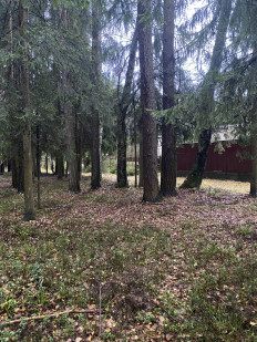 Гриб из Москва