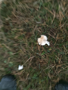 Гриб из Podolsk