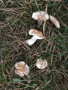 Гриб из Podolsk