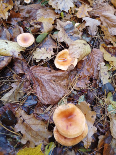 Гриб из Киев