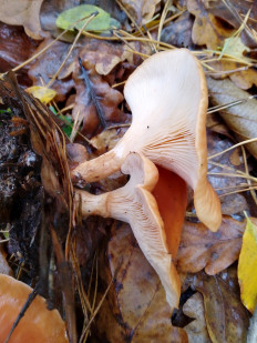 Гриб из Киев