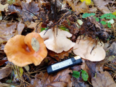 Гриб из Киев