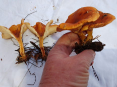 Гриб из Киев