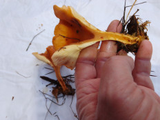 Гриб из Киев