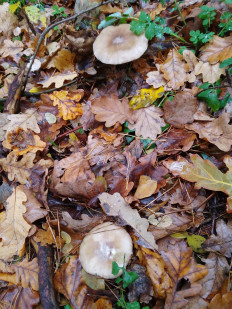 Гриб из Киев