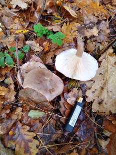 Гриб из Киев