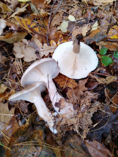 Гриб из Киев