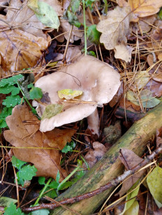 Гриб из Киев