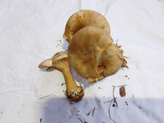 Гриб из Киев