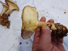 Гриб из Киев