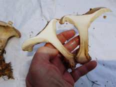 Гриб из Киев