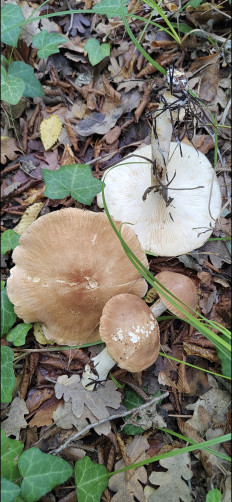 Гриб из Геленджик