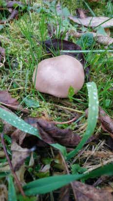 Гриб из Тюмень