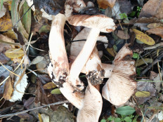 Гриб из Игнатьевский