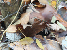 Гриб из Игнатьевский