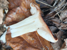 Гриб из Игнатьевский