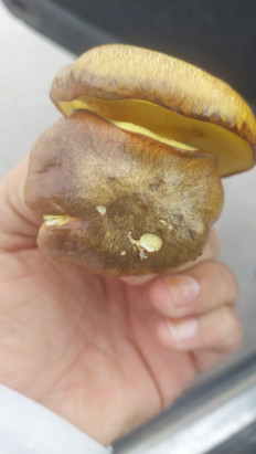 Гриб из Asgabat